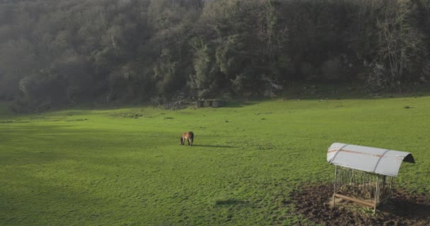 Paard Grazen Groene Bergweide Met Vers Gras Een Zonnige Dag — Stockvideo