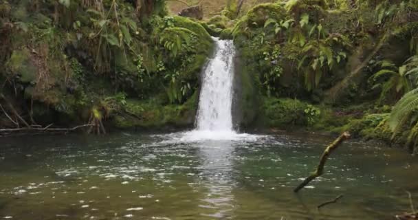 Cachoeira Com Samambaias Gren Floresta Fluindo Lagoa Com Água Limpa — Vídeo de Stock