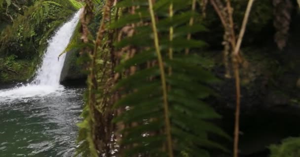 깨끗한 깨끗한 산수와 연못으로 흐르는 고슴도치와 수류탄 — 비디오