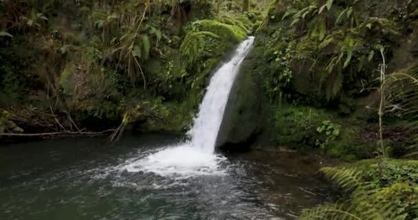 Cascada Con Helechos Bosque Verde Que Fluye Estanque Con Agua — Vídeo de stock