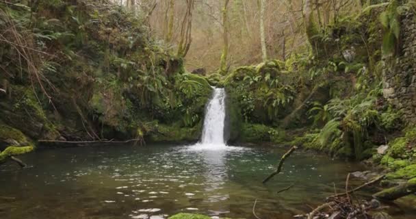 Pequena Cachoeira Floresta Com Samambaias Musgo Verde Com Uma Lagoa — Vídeo de Stock