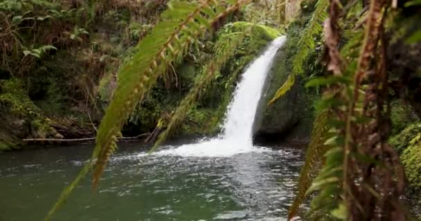 Pequeña Cascada Bosque Con Helechos Musgo Verde Con Estanque Agua — Vídeo de stock