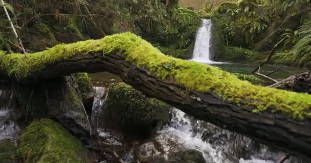 Pequeña Cascada Bosque Con Helechos Musgo Verde Con Estanque Agua — Vídeo de stock