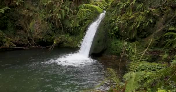 灌满蕨类和苔藓的茂密森林中的水带池塘的瀑布 — 图库视频影像