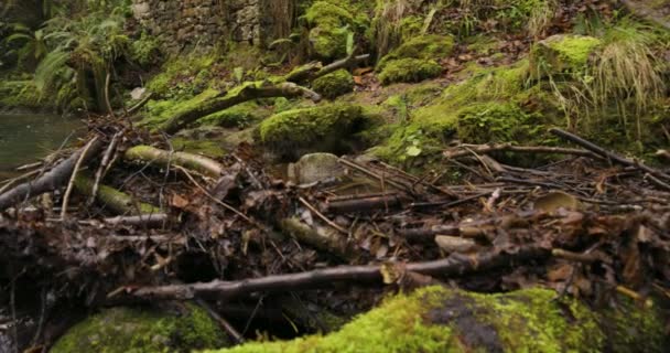 Cascada Agua Con Estanque Exuberante Bosque Con Helechos Musgo — Vídeo de stock