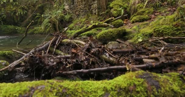 Cascada Bosque Montañoso Verde Con Helechos Estanque — Vídeo de stock