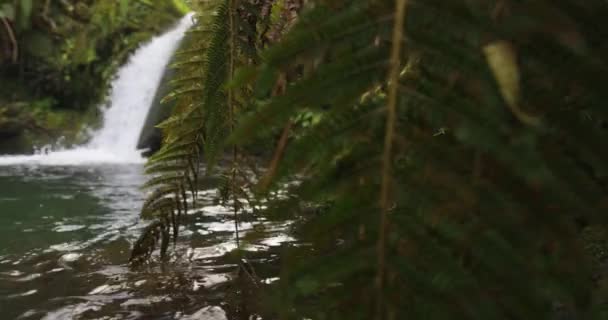 Cascata Nel Verde Bosco Montagna Con Felci Laghetto — Video Stock