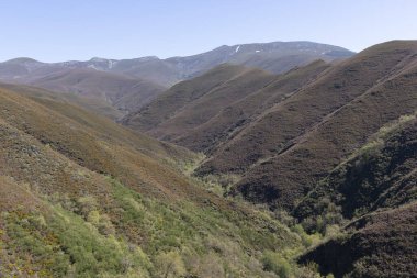 İspanya 'nın Asturias eyaletinin Cantabrian dağlarında mavi gökyüzü ile aydınlık güneşli bir günde çiçek açmış Alp otlağı..