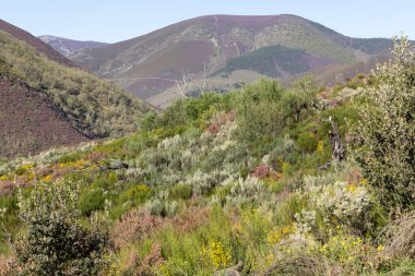 İspanya 'nın Asturias eyaletinin Cantabrian dağlarında mavi gökyüzü ile aydınlık güneşli bir günde çiçek açmış Alp otlağı..
