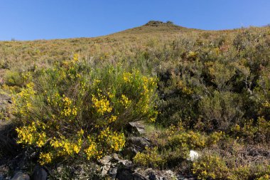 İspanya 'nın Asturias eyaletinin Cantabrian dağlarında mavi gökyüzü ile aydınlık güneşli bir günde çiçek açmış Alp otlağı..
