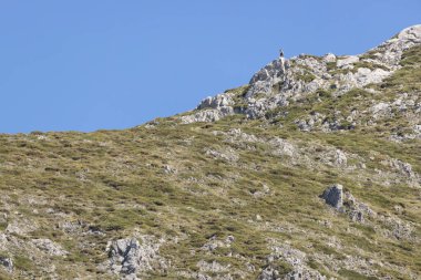 Chamois dağ kayalarının tepesinde tek başına duruyor açık güneşli bir günde mavi gökyüzü ile tetikte bekliyor..