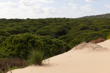 Ispanya 'nın Punta Paloma kentindeki Europa' da turistik bir yer. Parlak güneşli bir günde Tarifa 'ya yakın sahil kenarındaki kum tepelerinde yetişen yeşil yemyeşil çam ormanları..