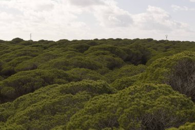 Ispanya 'nın Punta Paloma kentindeki Europa' da turistik bir yer. Parlak güneşli bir günde Tarifa 'ya yakın sahil kenarındaki kum tepelerinde yetişen yeşil yemyeşil çam ormanları..
