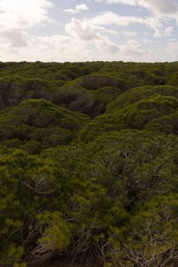 Ispanya 'nın Punta Paloma kentindeki Europa' da turistik bir yer. Parlak güneşli bir günde Tarifa 'ya yakın sahil kenarındaki kum tepelerinde yetişen yeşil yemyeşil çam ormanları..
