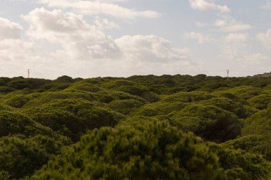 Punta Paloma 'da, Atlantik' in İspanyol sahillerindeki kum tepelerinde, güneşli ve güneşli bir günde yeşil çam ağaçları yetişiyor..