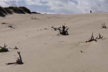 Parlak güneşli bir günde kumulda yürüyen biri. Mavi gökyüzü ve ölü ağaç kütüğü toprağa gömülü..