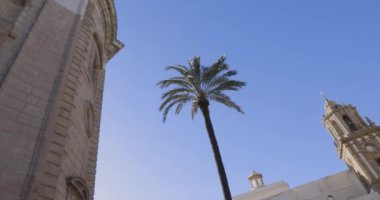 Cadiz 'deki Santa Cruz Katedrali. Açık mavi gökyüzü ve palmiye ağacı manzaralı..