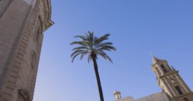 Cadiz 'in dış cephesindeki Santa Cruz Katedrali açık mavi gökyüzü ve palmiye ağacıyla.