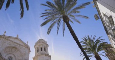 Cadiz İspanyol Santa Cruz Katedrali dış cephesi Palmiye ağaçları ve açık mavi gökyüzü.