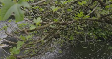 Maria Luisa Parkı Sevilla Çeşmesi ve köprüsü Bulutlu bir günde yeşil bitki örtüsüyle