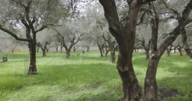 Tarlada çiçek açan yeşil zeytin ağaçlarının fidanlığı