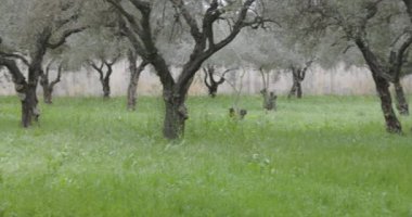 Yeşil ağaçlı zeytin bahçesi.