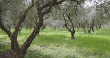Meyve bahçesi çiftliğinde yeşil çimenli zeytin ağacı tarımı