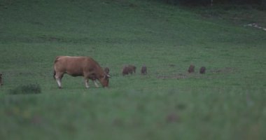 Yaban domuzu yavruları, yeşil bir tarlada ineklerin yanında otluyor. Alacakaranlıkta birlikte ot yiyorlar..