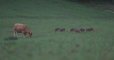 Bir grup yaban domuzu inek otlağının yanındaki tarlada ot yiyorlar..