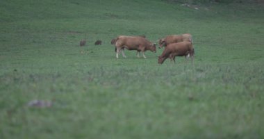 Yavru yaban domuzları akşam karanlığında taze otla yeşil çayırlarda ineklerin yanında otluyor.
