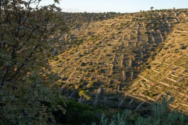 Huzurlu bir yamaç manzarası güzel teraslı tarım arazisini betimliyor, insan çabaları ve doğal manzara arasındaki etkileşimi yansıtıyor..