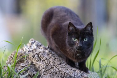Büyüleyici bir siyah kedi, sakin bir şekilde kendine güveni ve doğal zarafeti olan, dokulu bir ağaç kütüğünün üzerinde durmaktadır..