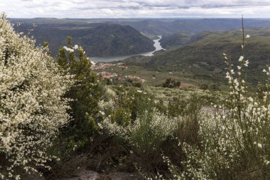 Göz kamaştırıcı bir manzara, yuvarlanan tepeler boyunca kıvrılan bir nehri yakındaki tuhaf bir köyü yakalıyor, çiçek açan narin beyaz çiçeklerle çerçevelenmiş..