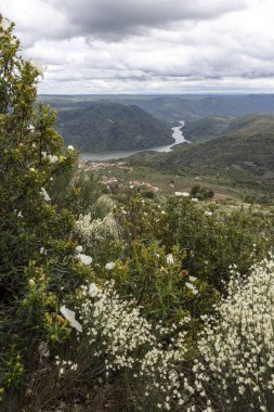 Nehrin üzerinde geniş bir manzara uzanır. Yılan gibi kıvrılır, köyü ve tepeleri vardır. Çiçek açmış beyaz çiçeklerle güzelce çerçevelenmiştir..