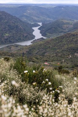 Bereketli yeşil tepelere bakan manzaralı bir manzara ve bulutlu bir gökyüzü tarafından çerçevelenmiş dolambaçlı bir nehir ve sükunet ve güzellik hissi..