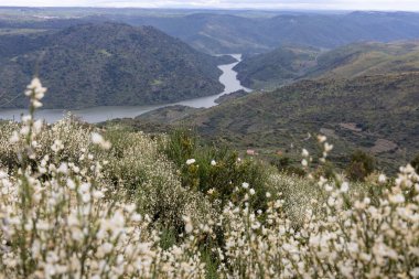 Bulutlu bir gökyüzünün altında yeşil tepelerle çevrili bir vadiyi saran pitoresk bir nehir huzurlu bir doğal kaçış sunuyor..