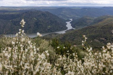 Etrafı sükunetle ve bulutlu bir gökyüzünün altında, yemyeşil tepelerin arasında kıvrılan bir nehrin bulunduğu muhteşem bir doğal manzara..