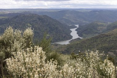 Sarmal bir nehrin büyüleyici manzarası yemyeşil tepeler arasında, bulutlu bir gökyüzünün altında çiçek açan kır çiçekleriyle çevrili..