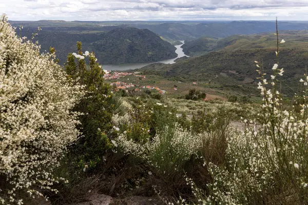 Göz kamaştırıcı bir manzara, yuvarlanan tepeler boyunca kıvrılan bir nehri yakındaki tuhaf bir köyü yakalıyor, çiçek açan narin beyaz çiçeklerle çerçevelenmiş..