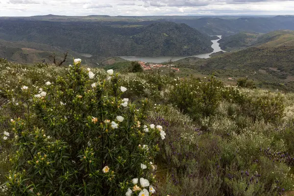 Bu resim, bulutlu, geniş bir gökyüzünün altında, ön planda çiçek açan çalılarla çarpıcı bir nehir manzarası yakalar..