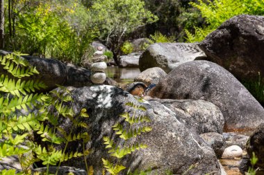 Gri ve kahverengi kayaların üzerinden akan küçük bir derenin yer aldığı yüksek açılı, yakın çekim bir kaya bahçesi. Bereketli yeşil eğrelti otları ve diğer yapraklar kayaların ve derenin etrafını sarar.. 