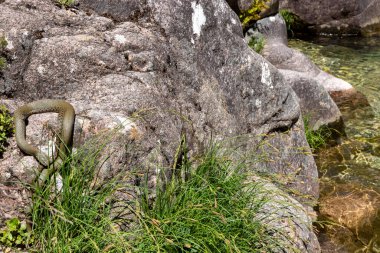 Yakın plan çekimde bir sürüngen, muhtemelen bir yılan, gri ve desenli kayalara karşı fevkalade bir kamuflaj sergiliyor. Sürüngenin renkleri ve şekli, taşların pürüzlü ve pürüzlü yüzeyi ile kusursuz bir şekilde harmanlanır..