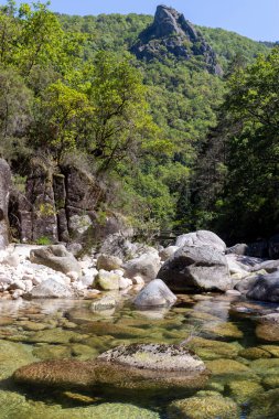 Görüntü, gür bir ormanın içine yerleştirilmiş kayalık bir nehir yatağının orta açılı bir görüntüsünü sunuyor. Ön planda çeşitli boyutlarda gri ve açık renkli kayalar var. Kaba bir doku sergiliyorlar..