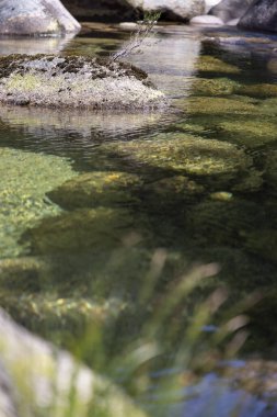 Görüntü, sığ bir su kütlesinin yakın çekim sualtı görüntüsünü sunuyor. Odak noktası, yeşil su bitkisi ve / veya alg tabakasıyla kaplanmış kısmen batık birkaç kaya..