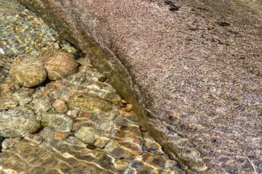Yakın çekim yüksek çözünürlüklü makro fotoğraf birkaç su salyangozunu resmediyor. Sığ bir akarsu yatağında pürüzsüz, su yıpranmış kaya ve çakıl taşlarının arasına yerleştirilmiş..