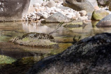 At nalı yengecinin yakın plan çekimi kısmen sığ ve sakin suya batırılmış. Su nispeten berraktır, bu da yengecin kabuğunu ve kayalık dibini görünür kılar..