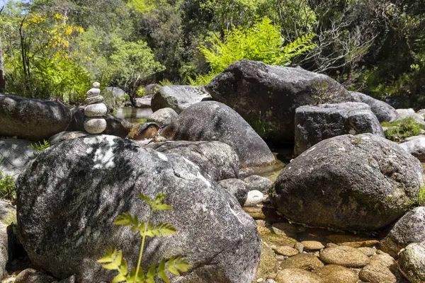 Yüksek açılı, çeşitli büyüklükteki koyu gri ve kahverengi kayalardan oluşan bir dere yatağının yakın görüntüsü. Eğreltiotları da dahil olmak üzere yemyeşil bitki örtüsü kayalarda ve kıyılarda görülebilir..