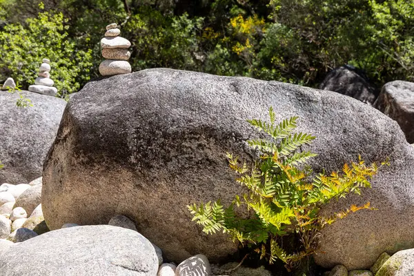 Yüksek açılı, büyük, koyu gri bir kayanın yakın çekim görüntüsü. Kaya kaba, dokulu bir yüzey sergiliyor. Ses tonunda ince farklar var. Küçük, canlı yeşil eğreltiotu benzeri bir bitki kayanın kenarından filizlenir. Arka planda daha küçük kayalar var..