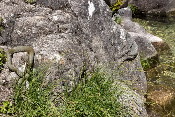 Yakın plan çekimde bir sürüngen, muhtemelen bir yılan, gri ve desenli kayalara karşı fevkalade bir kamuflaj sergiliyor. Sürüngenin renkleri ve şekli, taşların pürüzlü ve pürüzlü yüzeyi ile kusursuz bir şekilde harmanlanır..