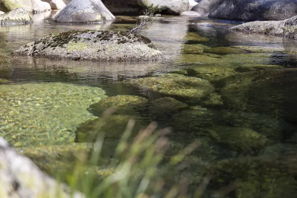 Yüksek açılı, sığ bir su ekosisteminin yakın görüntüsü. Görüntü, görülebilir kayalar ve su altı bitkileriyle temiz su gösteriyor.. 